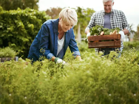 A couple in their vegetable garden. 